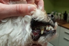 Zahnreinigungskurse am Hund mit Emmi-Pet im Hundesalon Anke Schäfer in Stadtroda/Thüringen